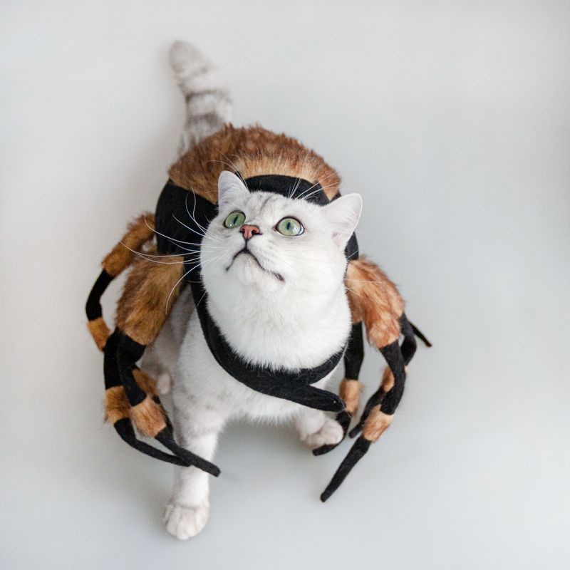 Spider Pet Costume for Halloween Cosplay